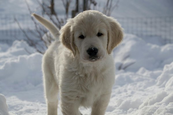 Quelles sont les principales maladies infectieuses que mon chien peut contracter et comment les prévenir ?