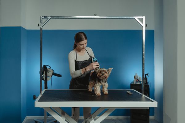 Quel modèle de tondeuse pour animal choisir selon vos besoins ?